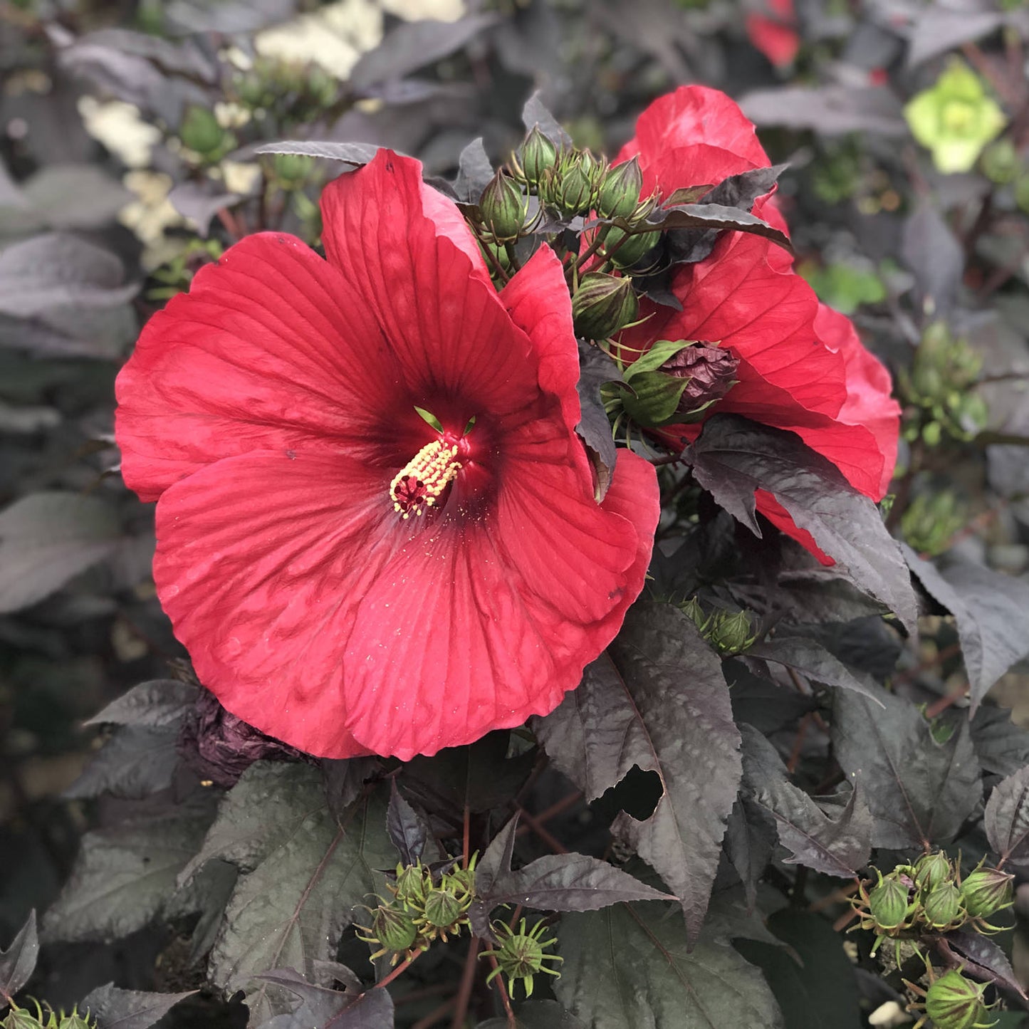 Summerific® 'Holy Grail' Rose Mallow (Hibiscus) - Photo Property of Garden Crossings LLC