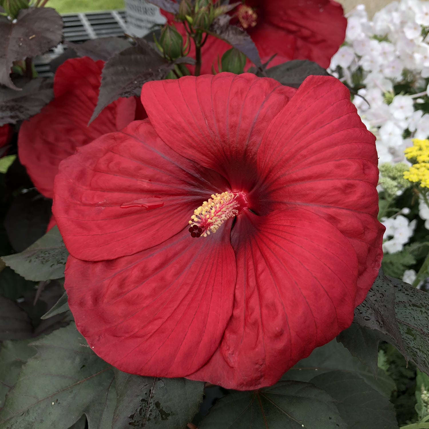 Summerific® 'Holy Grail' Rose Mallow (Hibiscus) - Photo Property of Garden Crossings LLC