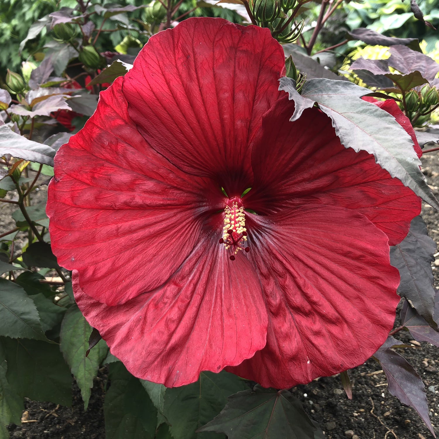 Summerific® 'Holy Grail' Rose Mallow (Hibiscus) - Photo Property of Garden Crossings LLC