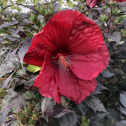 Summerific® 'Holy Grail' Rose Mallow (Hibiscus) - Photo Property of Garden Crossings LLC