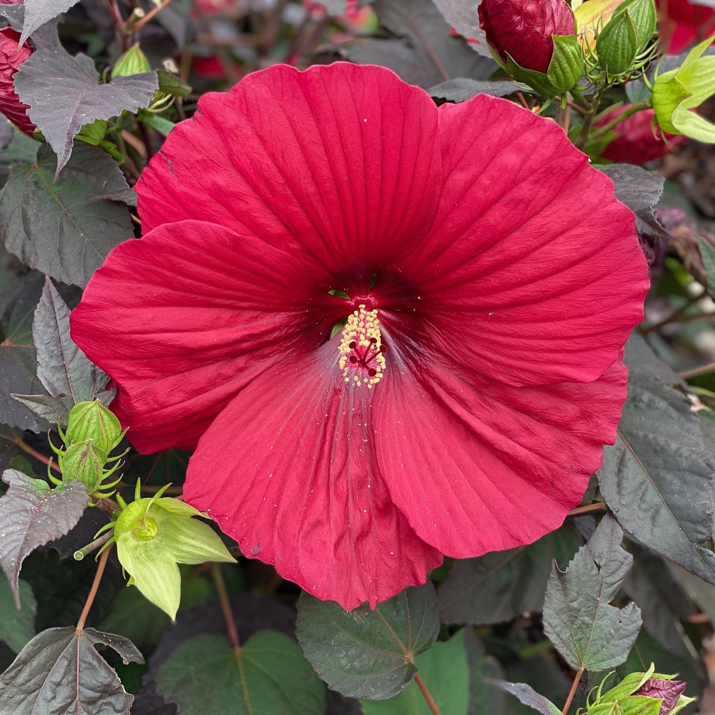Summerific® 'Holy Grail' Rose Mallow (Hibiscus) - Photo Property of Garden Crossings LLC