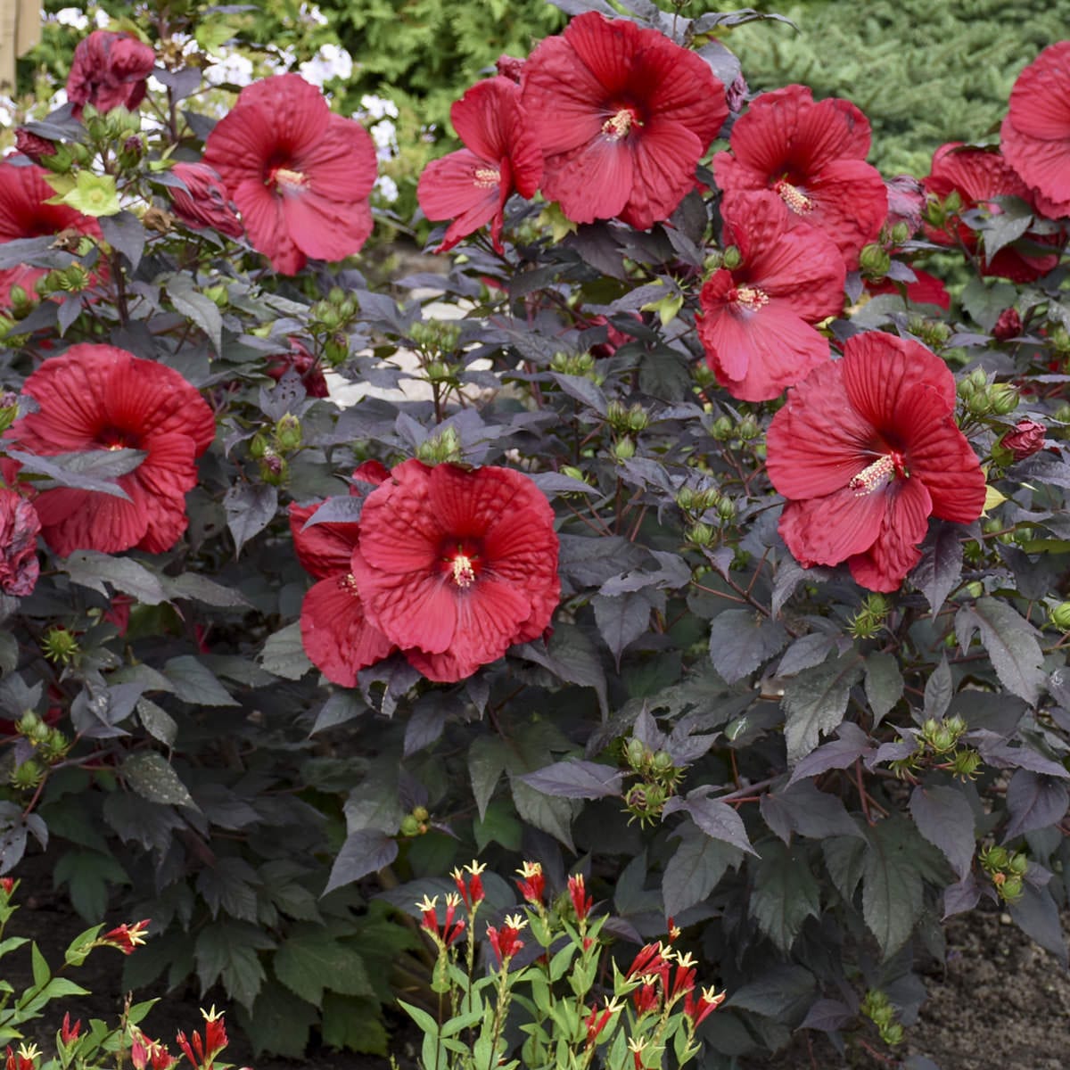 Summerific® 'Holy Grail' Rose Mallow (Hibiscus) - Photo Courtesy of Proven Winners, Inc.