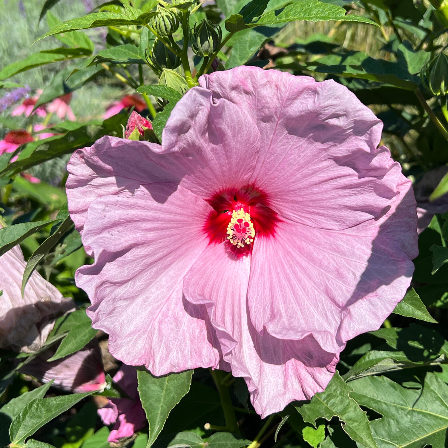 Summerific® 'Lilac Crush' Rose Mallow Hibiscus | Native