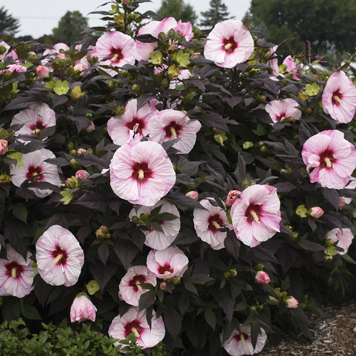 Hibiscus ‘Perfect Storm’ (Rose Mallow)
