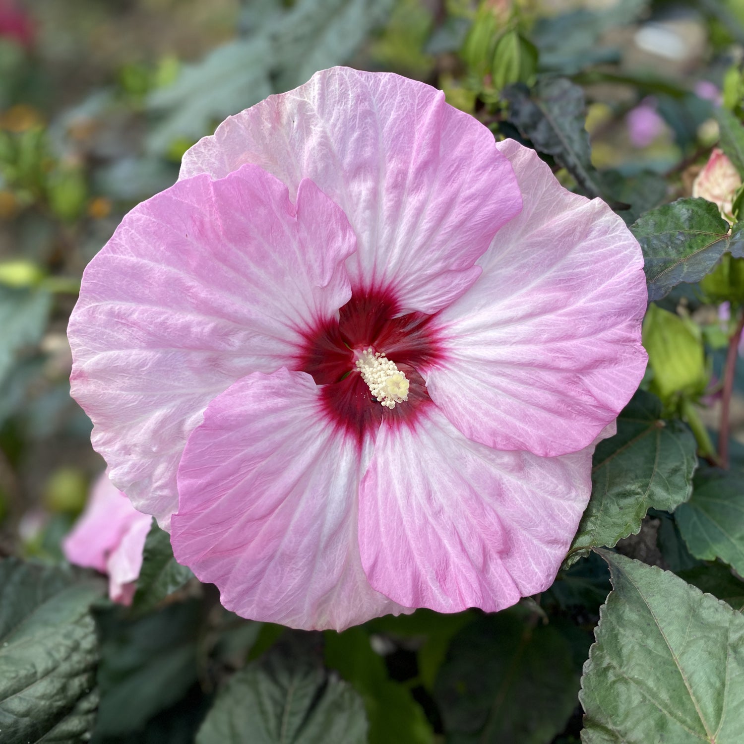Summerific® 'Spinderella' Rose Mallow (Hibiscus) | Garden Crossings