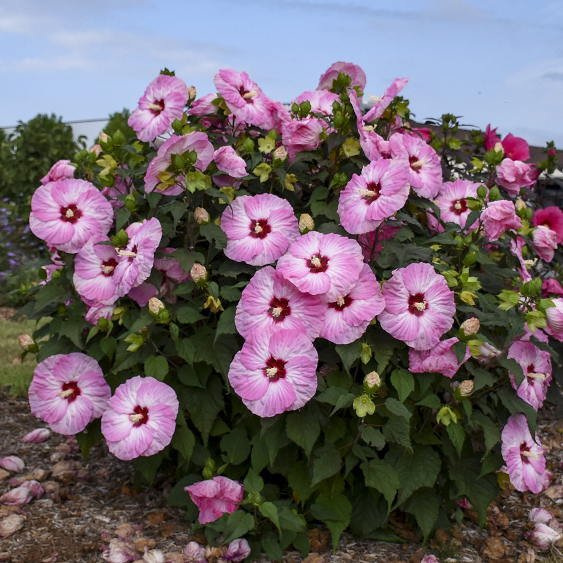 Summerific® 'Spinderella' Rose Mallow Hibiscus | Native