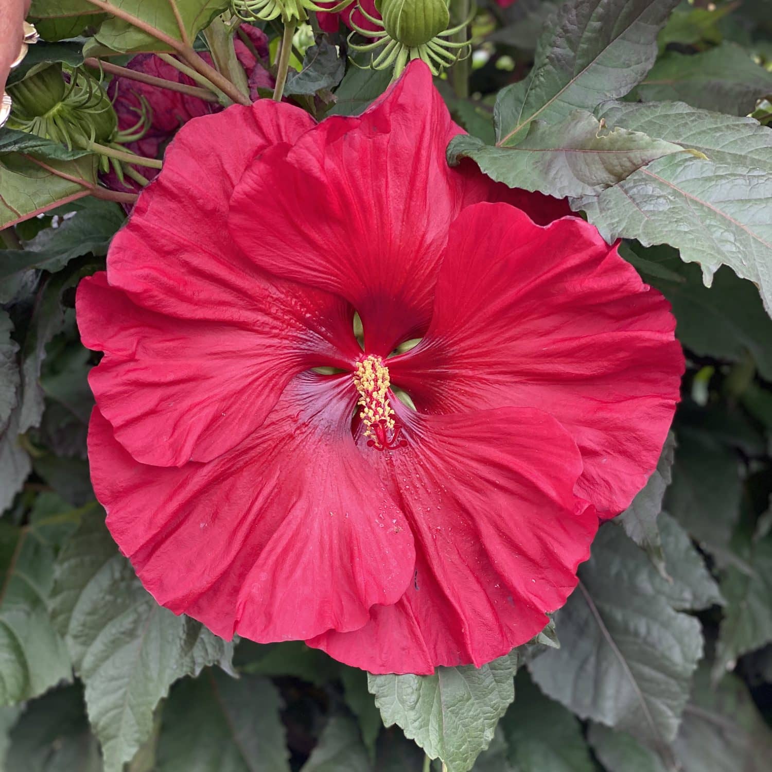 A close-up of Summerific® 'Valentine's Crush' Rose Mallow (Hibiscus) shows a large, vibrant red flower with a yellow-tipped stamen, surrounded by green leaves and unopened buds - Photo Property of Garden Crossings LLC.