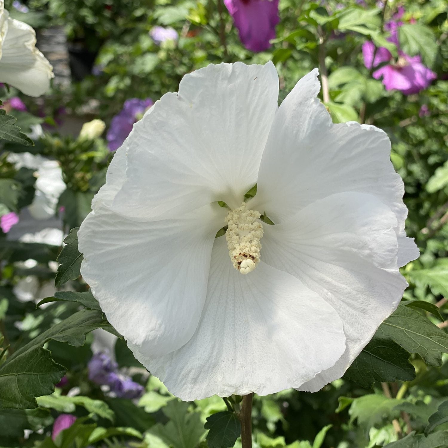Paraplu® Pure White Rose of Sharon (Hibiscus) - Photo Courtesy of Proven Winners, Inc.