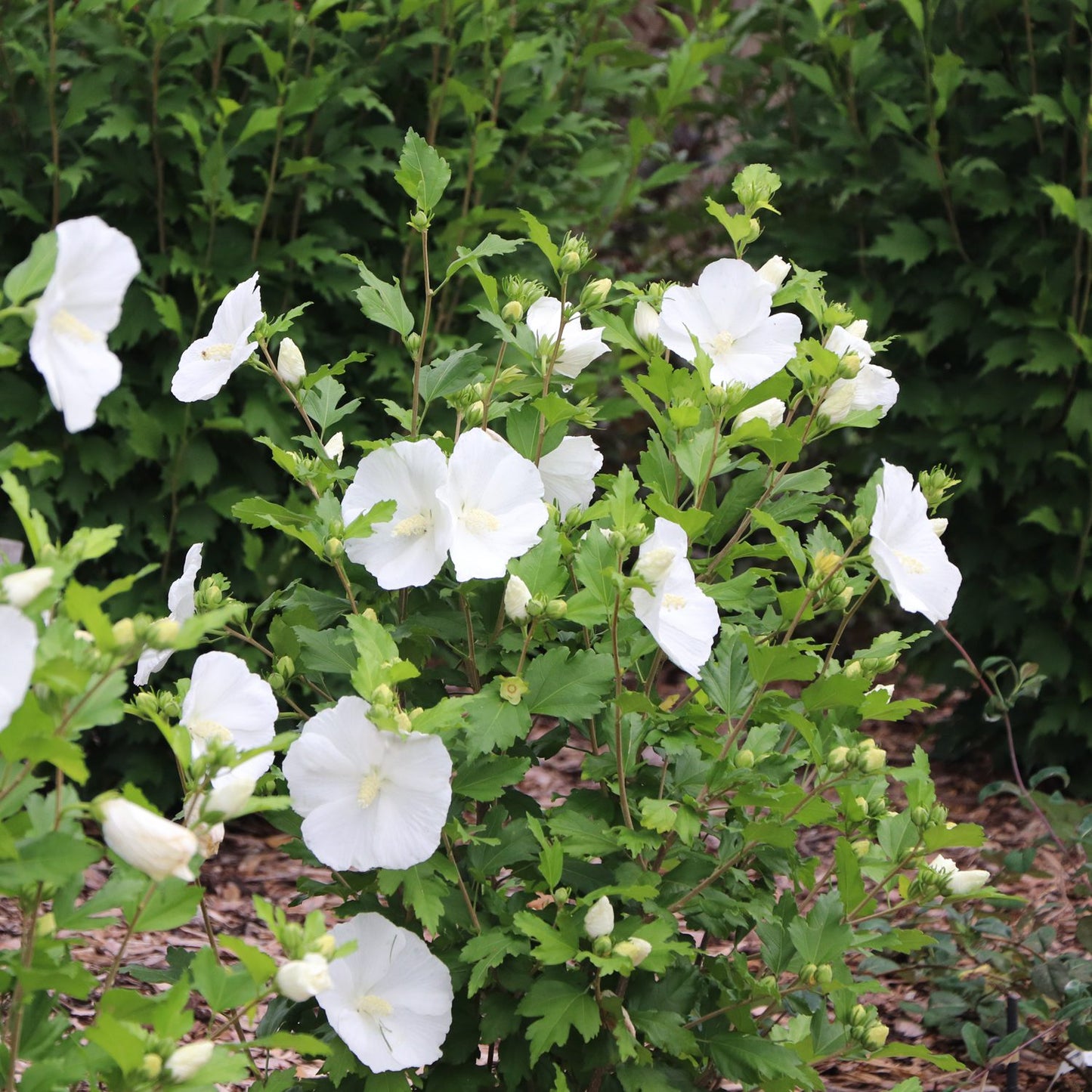 Paraplu® Pure White Rose of Sharon (Hibiscus) - Photo Courtesy of Proven Winners, Inc.