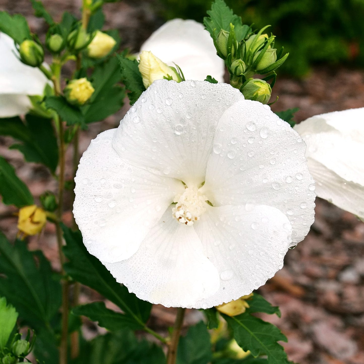 Paraplu® Pure White Rose of Sharon (Hibiscus) - Photo Courtesy of Proven Winners, Inc.