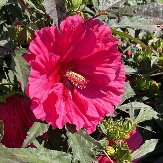 A close-up of a vibrant pink 'Watermelon Ruffles' Rose Mallow (Hibiscus) in full bloom, surrounded by green foliage and several unopened buds under bright sunlight. - Photo Property of Garden Crossings LLC