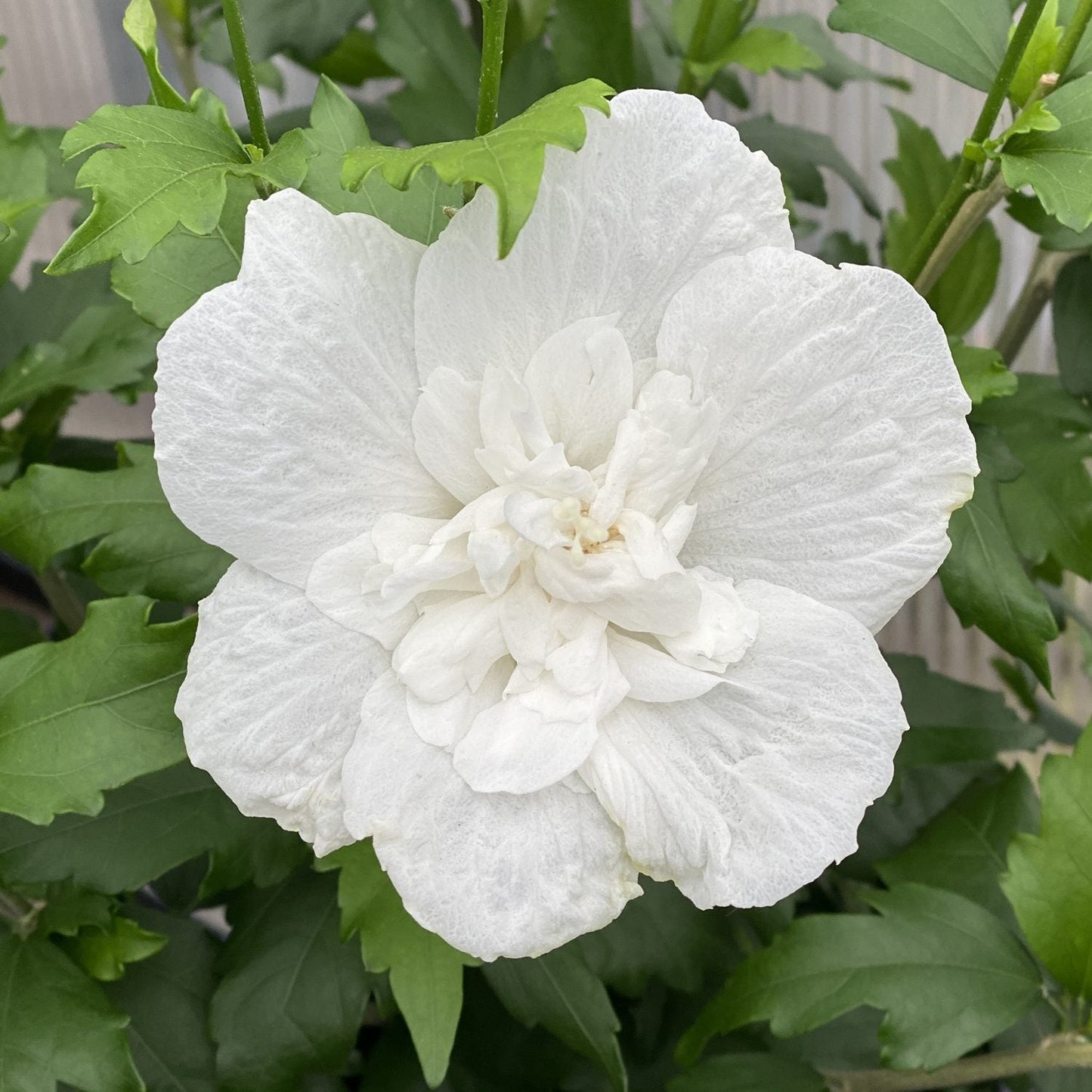 A close-up of a fully bloomed White Chiffon® Rose of Sharon (Hibiscus) features its layered white petals surrounded by green leaves. - Photo Property of Garden Crossings LLC