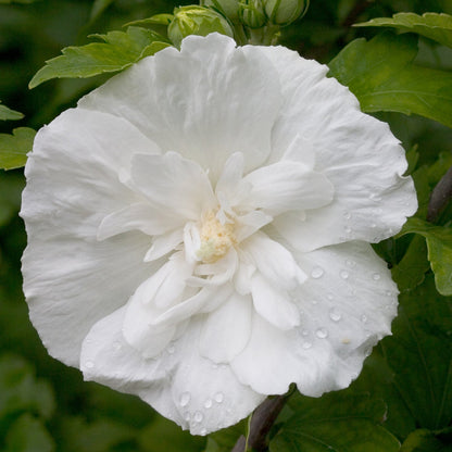 Close-up of White Chiffon® Rose of Sharon (Hibiscus) from Proven Winners, featuring delicate white petals with water droplets against green foliage. - Photo Courtesy of Proven Winners, Inc. 