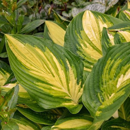 Close-up of Shadowland® 'Affair to Remember' Hosta with large, slightly glossy leaves with bold green edges, bright yellow centers, striking variegation, and dramatic foliage - Photo Courtesy of Walters Gardens, Inc.