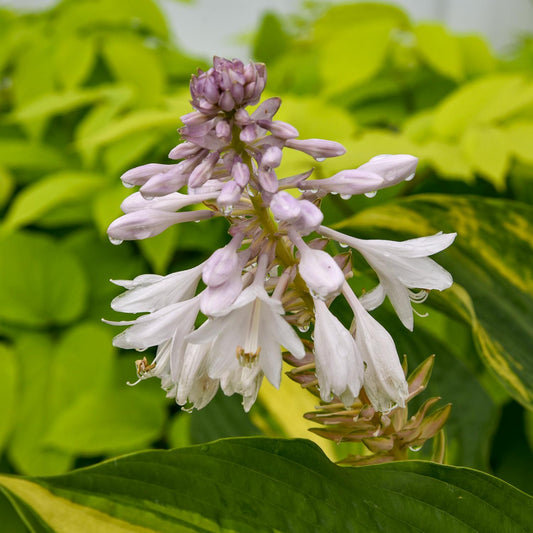 Close-up of a Shadowland® 'Affair to Remember' Hosta's cluster of pale purple and white flowers with water droplets, blooming amid bold green foliage - Photo Courtesy of Walters Gardens, Inc.
