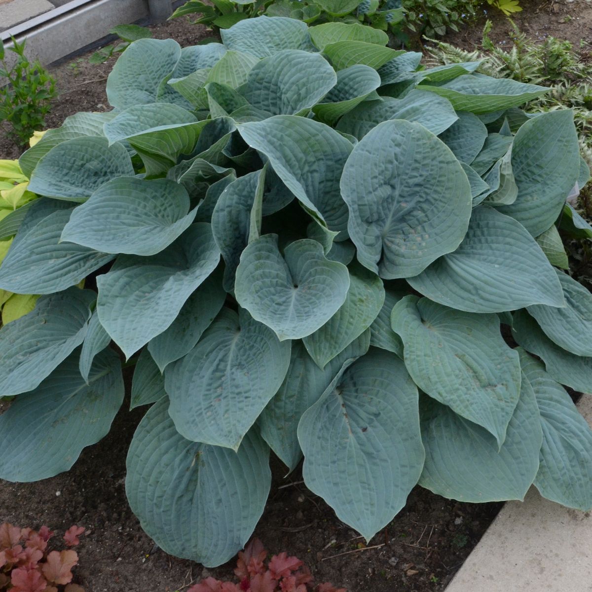 'Blueberry Muffin' Hosta - Photo Courtesy of Walters Gardens, Inc.