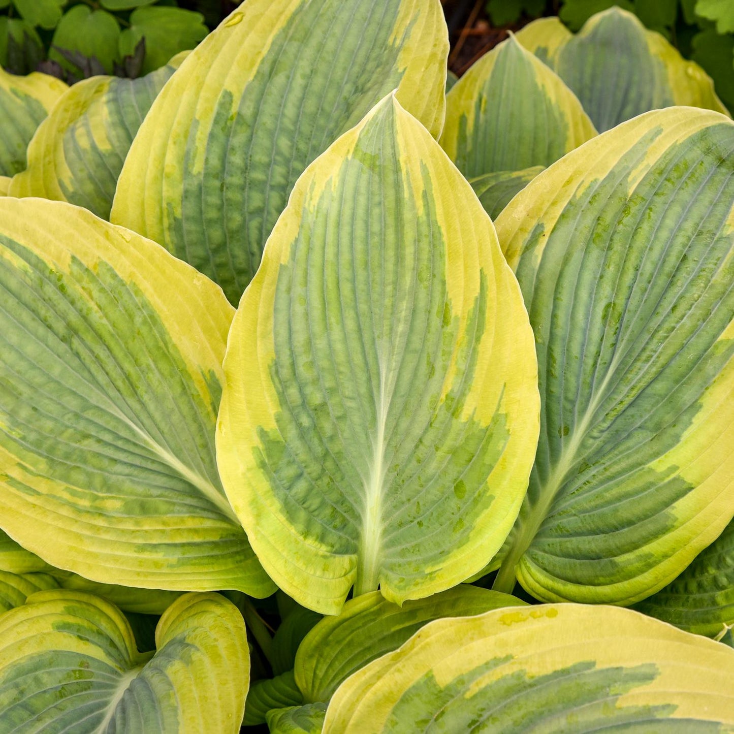 Shadowland® 'Chance Encounter' Hosta features large, broad leaves with yellow edges and green centers, striking veins, and a lush overlapping pattern - Photo Courtesy of Walters Gardens, Inc.