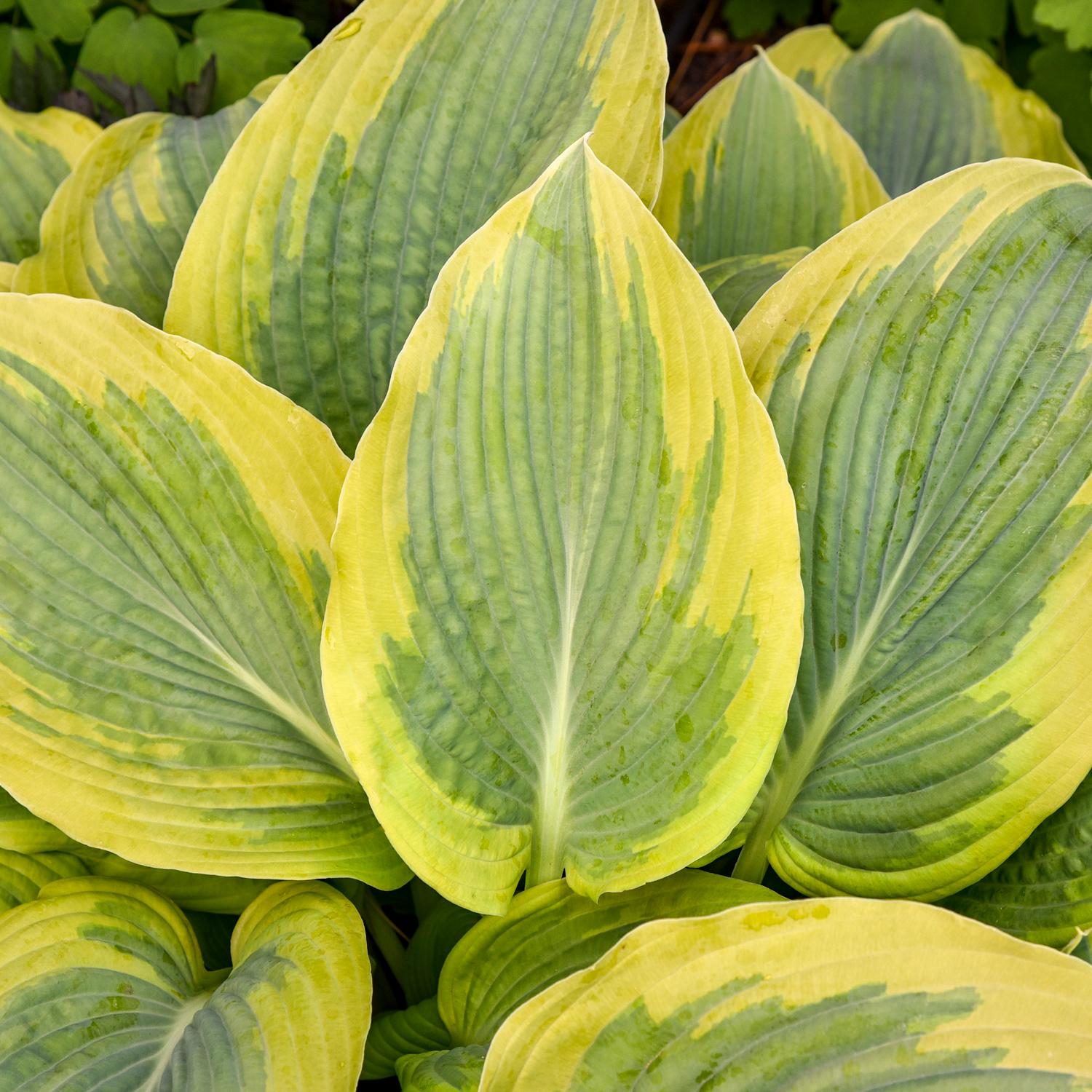 Shadowland® 'Chance Encounter' Hosta features large, broad leaves with yellow edges and green centers, striking veins, and a lush overlapping pattern - Photo Courtesy of Walters Gardens, Inc.