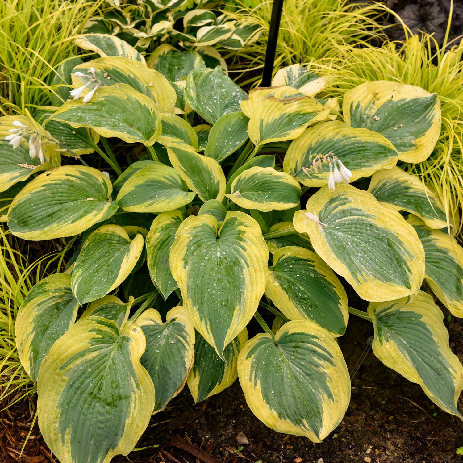 Shadowland® 'Chance Encounter' Hosta features large, heart-shaped green leaves with yellow edges and pale lavender buds on tall stems - Photo Courtesy of Walters Gardens, Inc.