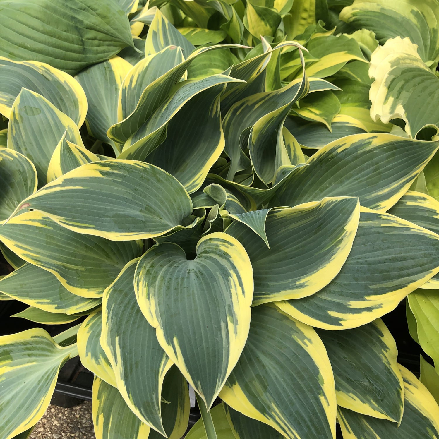 A cluster of 'First Frost' Hosta, known for dark green leaves with yellow edges and prominent veins. Densely layered, overlapping - Photo Property of Garden Crossings LLC.