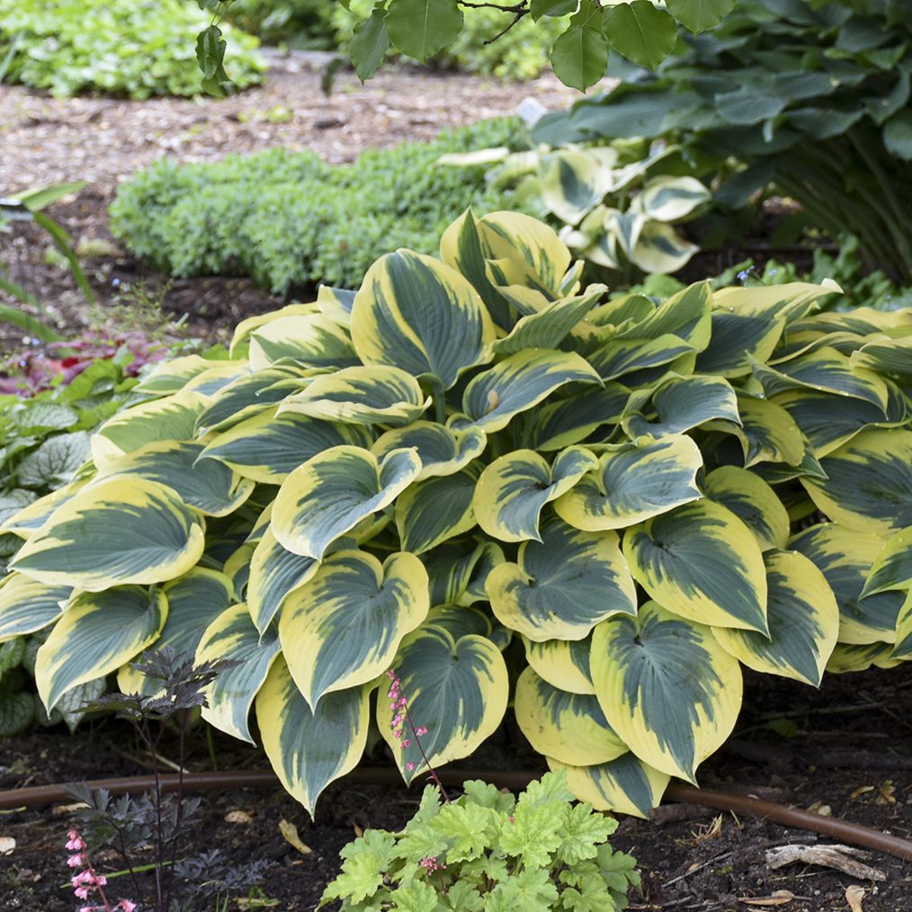 The 'First Frost' Hosta, a popular shade plant, thrives in the garden bed with its green leaves edged in yellow - Photo Courtesy of Walters Gardens, Inc.