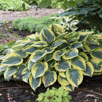 The 'First Frost' Hosta, a popular shade plant, thrives in the garden bed with its green leaves edged in yellow - Photo Courtesy of Walters Gardens, Inc.