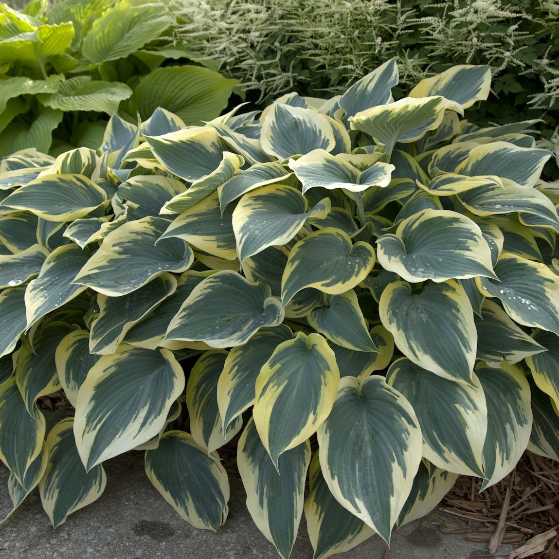 The 'First Frost' Hosta boasts large, pointed leaves with green centers and creamy-yellow edges, thriving in shade garden - Photo Courtesy of Walters Gardens, Inc.