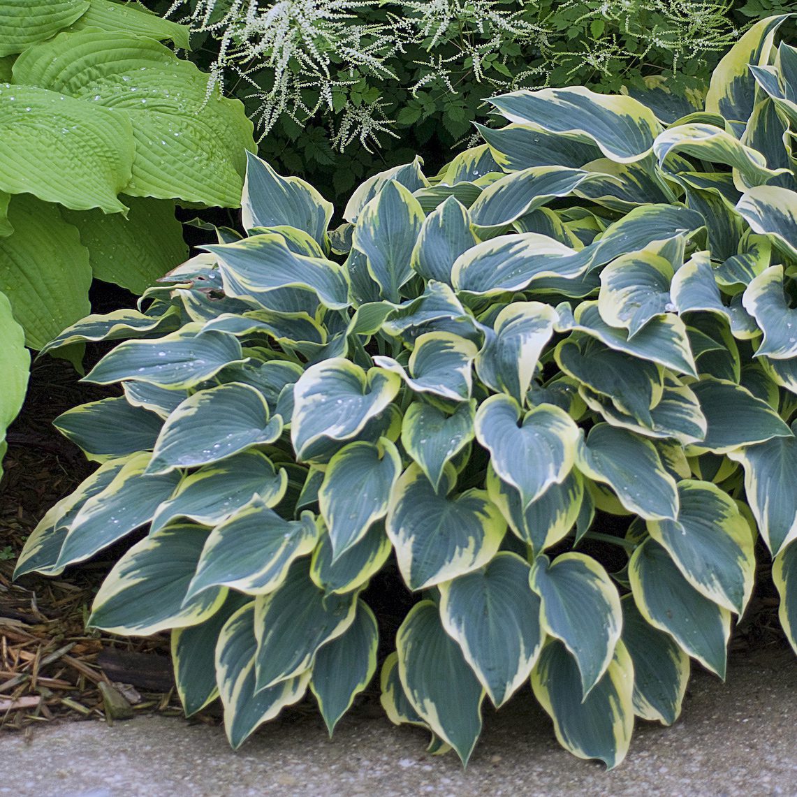 The 'First Frost' Hosta features blue-green leaves with creamy yellow edges and grows beside a sidewalk surrounded by green foliage and delicate white flowers - Photo Courtesy of Walters Gardens, Inc.