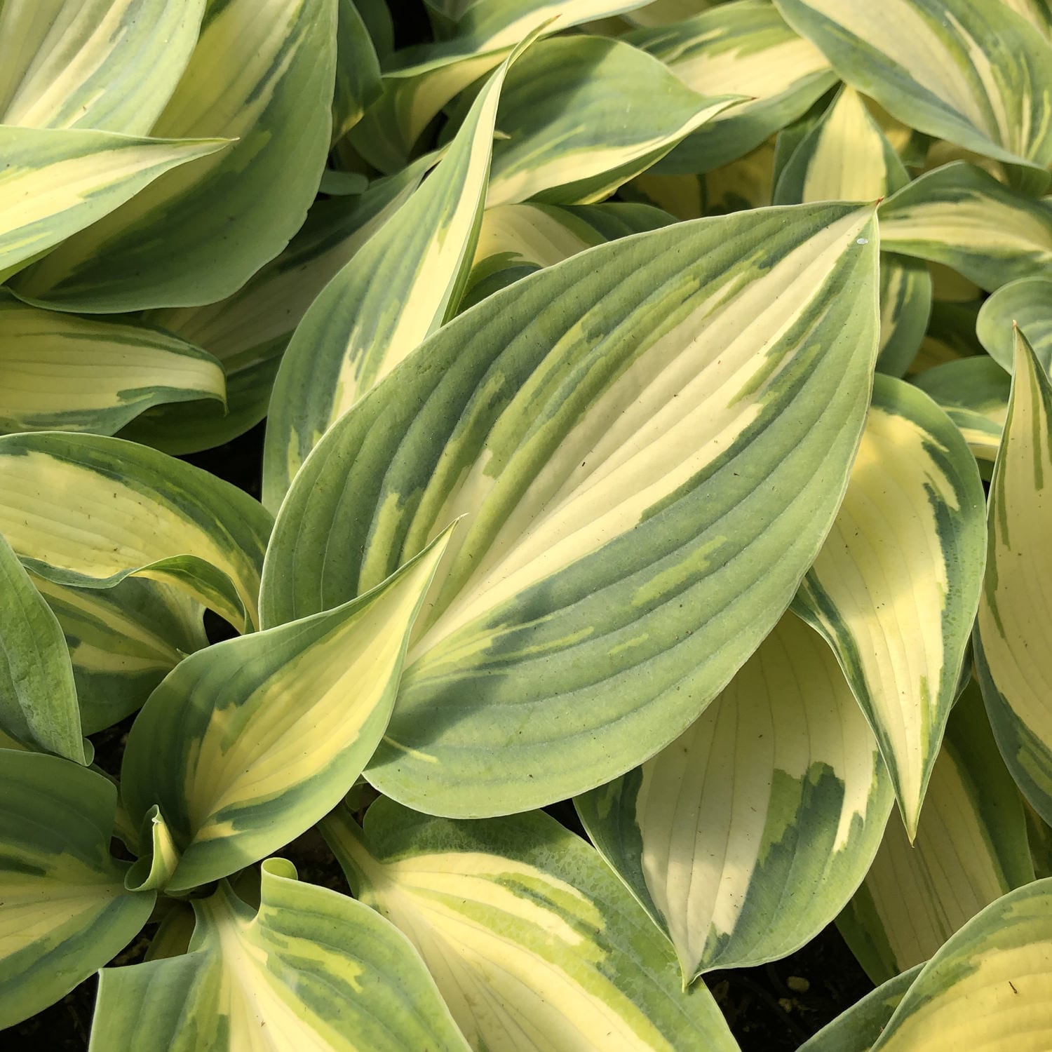 Close-up of 'High Society' Hosta, a compact shade perennial with dense, overlapping variegated leaves—green-edged and creamy yellow-centered—showcasing its smooth texture and striking natural arrangement - Photo Property of Garden Crossings LLC.