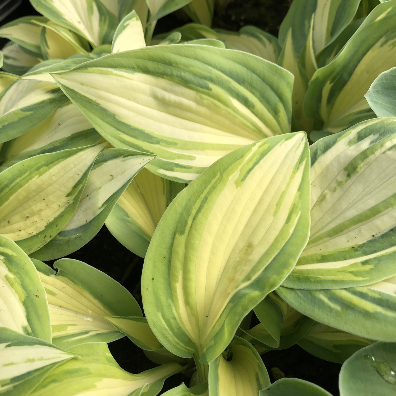 A close-up of 'High Society' Hosta, a compact shade perennial, displays its elongated leaves with creamy yellow centers edged in green and streaked foliage for a lush, vibrant look - Photo Property of Garden Crossings LLC.