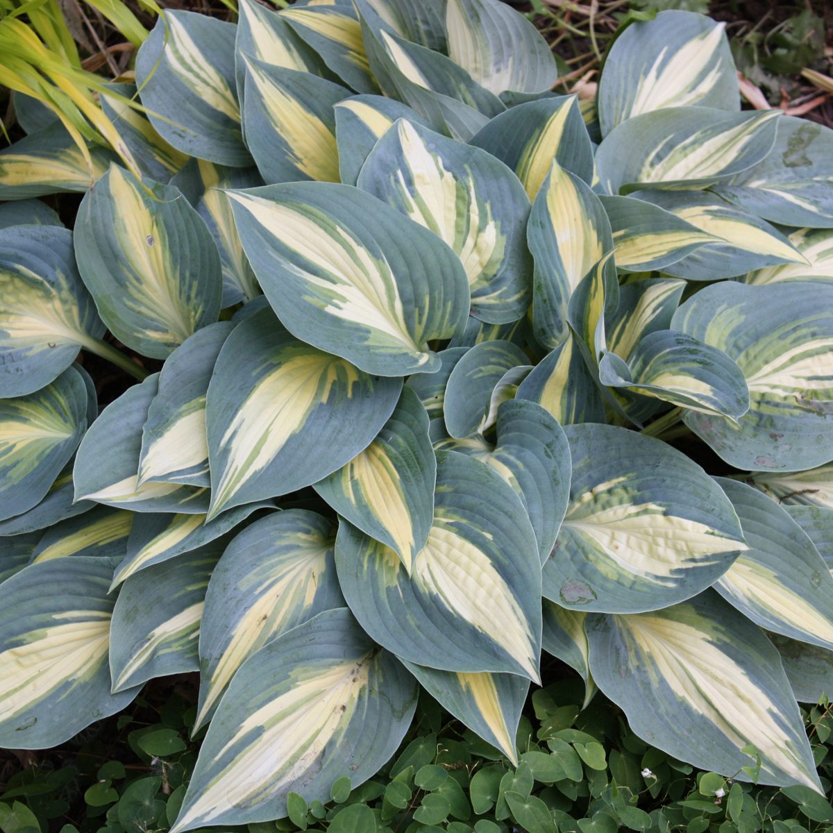 Top-down view of ‘High Society’ Hosta is a compact shade perennial with dense clusters of large, heart-shaped powder-blue leaves and creamy white to yellow centers - Photo Courtesy of Walters Gardens, Inc.