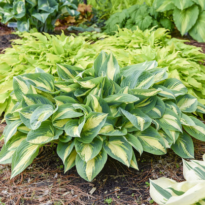 A lush garden bed features 'High Society' Hosta, known for variegated green leaves with creamy yellow centers, surrounded by powder-blue hosta and compact shade perennials, with pine needles as mulch - Photo Courtesy of Walters Gardens, Inc.