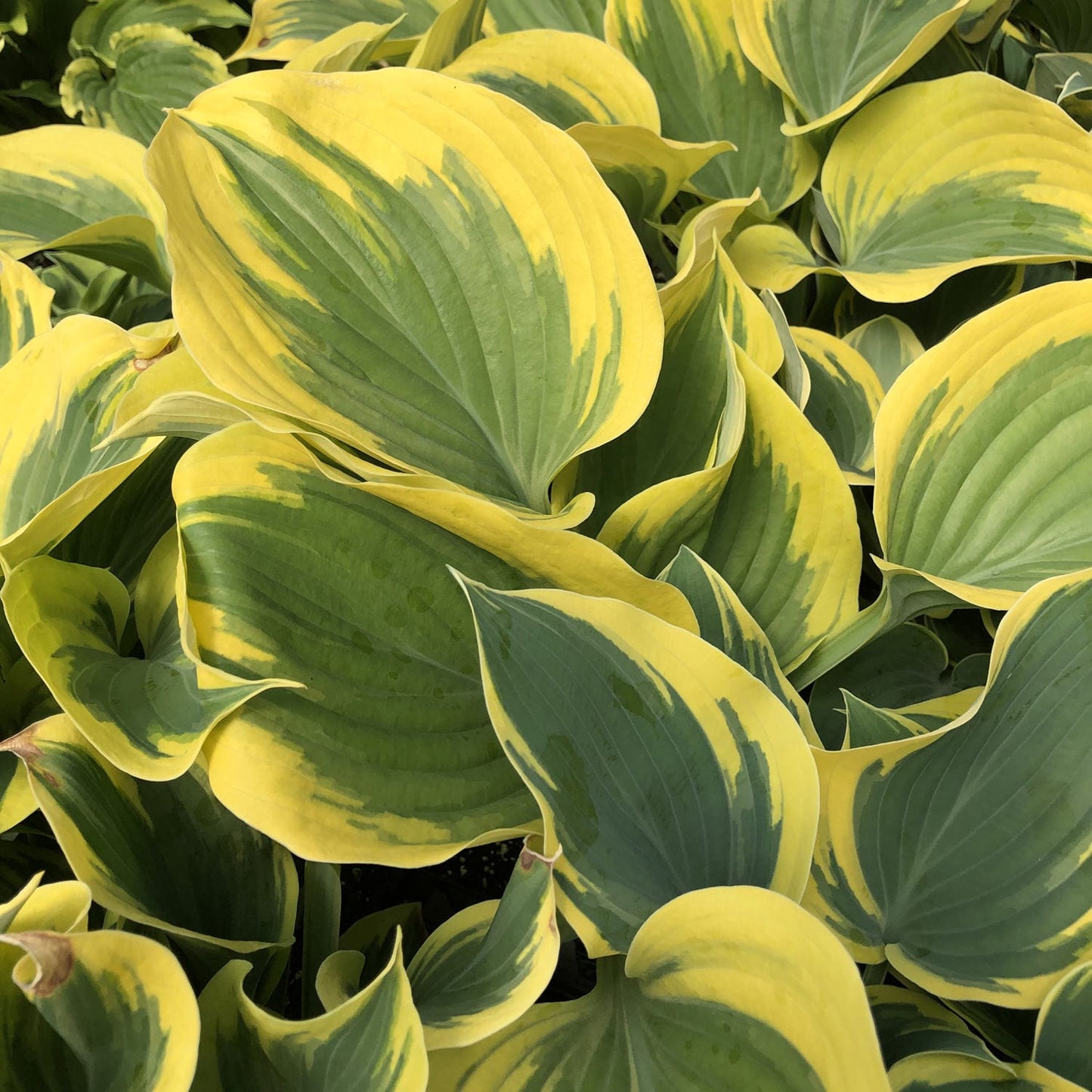 Liberty' Hosta - Photo Property of Garden Crossings LLC