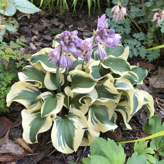 ‘Mini Skirt’ Hosta is a variegated miniature with wavy green leaves edged in cream. It blooms with clusters of small, light purple flowers - Photo Property of Garden Crossings LLC.