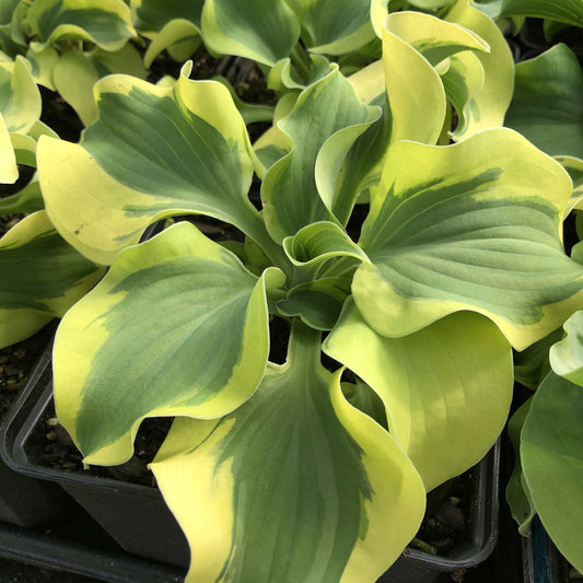 A close-up of a 'Mini Skirt' Hosta, a shade garden plant with broad, wavy leaves green in the center and yellow at the edges, growing in a black plastic pot - Photo Property of Garden Crossings LLC.