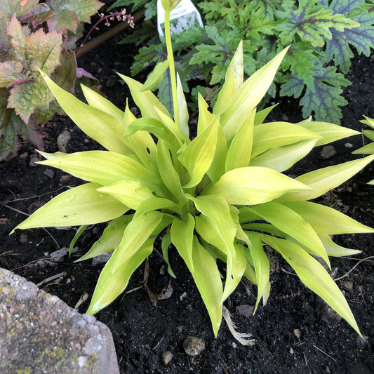 Munchkin Fire' Hosta - Photo Property of Garden Crossings LLC
