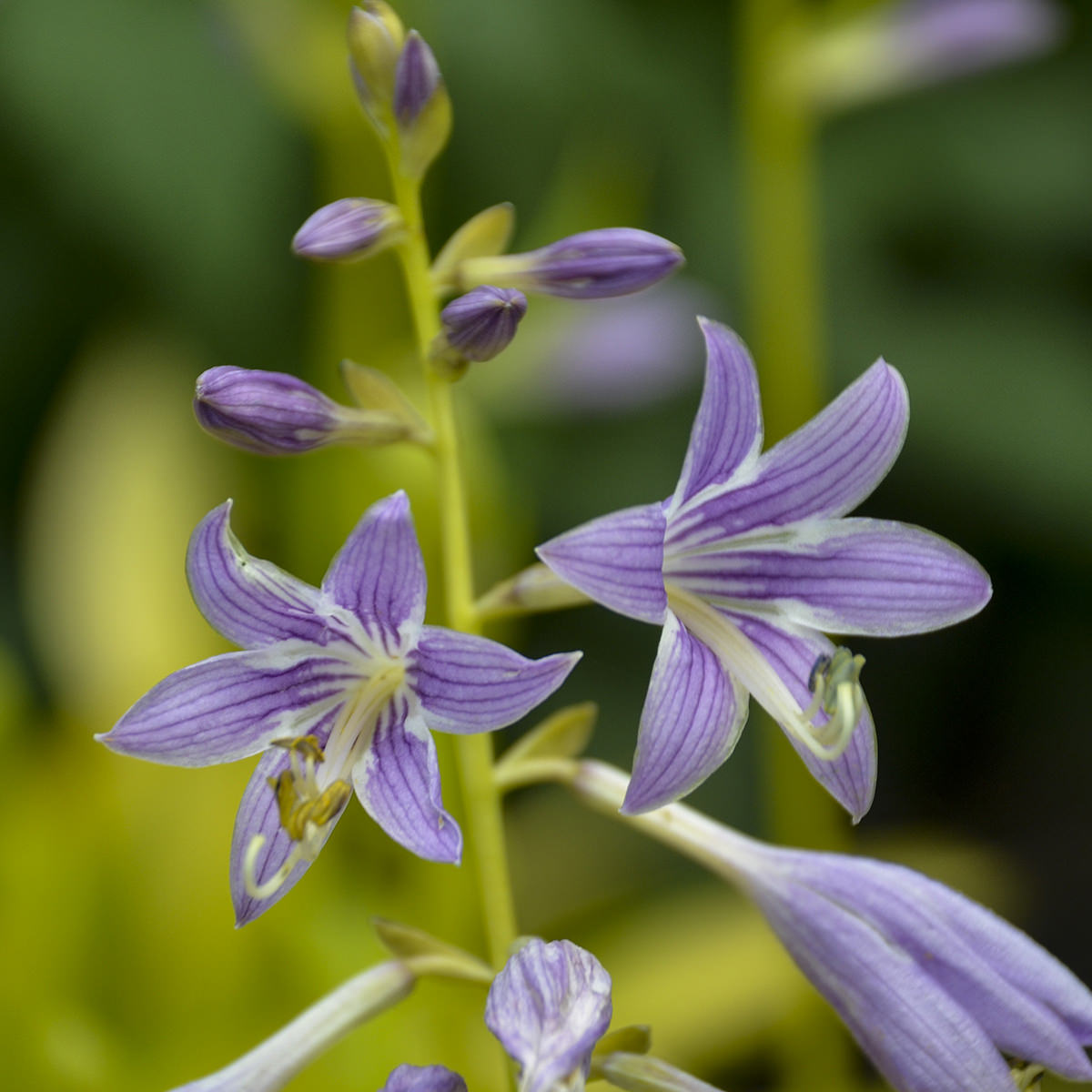 Close-up of 'Munchkin Fire' Hosta shows two purple and white striped flowers with purple buds on a green stem, ideal for brightening up your shade garden, set against a blurred green and yellow background - Photo Courtesy of Walters Gardens, Inc.
