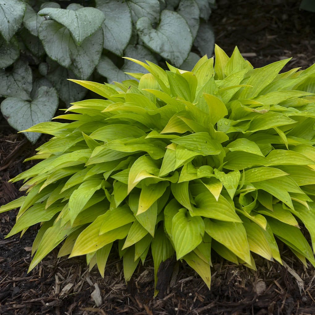 A dense, rounded clump of bright yellow-green ‘Munchkin Fire’ Hosta leaves grows in a garden bed with dark mulch, adding vibrant color to a shade garden. Larger silver-green leaves from another plant appear in the background - Photo Courtesy of Walters Gardens, Inc.