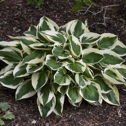 The 'Patriot' Hosta, a shade-loving plant with large green leaves and creamy white edges, flourishes in dark garden soil among twigs and small nearby plants - Photo Courtesy of Walters Gardens, Inc.