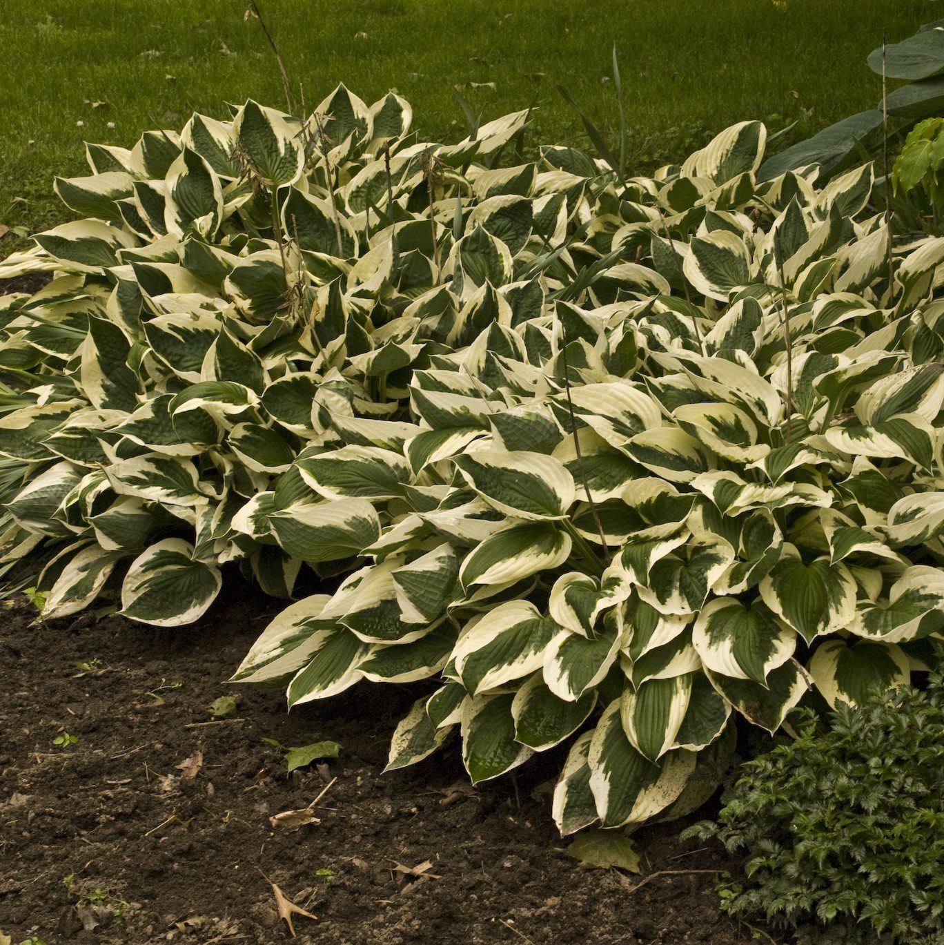 Large clusters of 'Patriot' Hosta, a shade-loving plant with green centers and creamy white edges, thrive in garden beds bordered by grass and soil - Photo Courtesy of Walters Gardens, Inc.