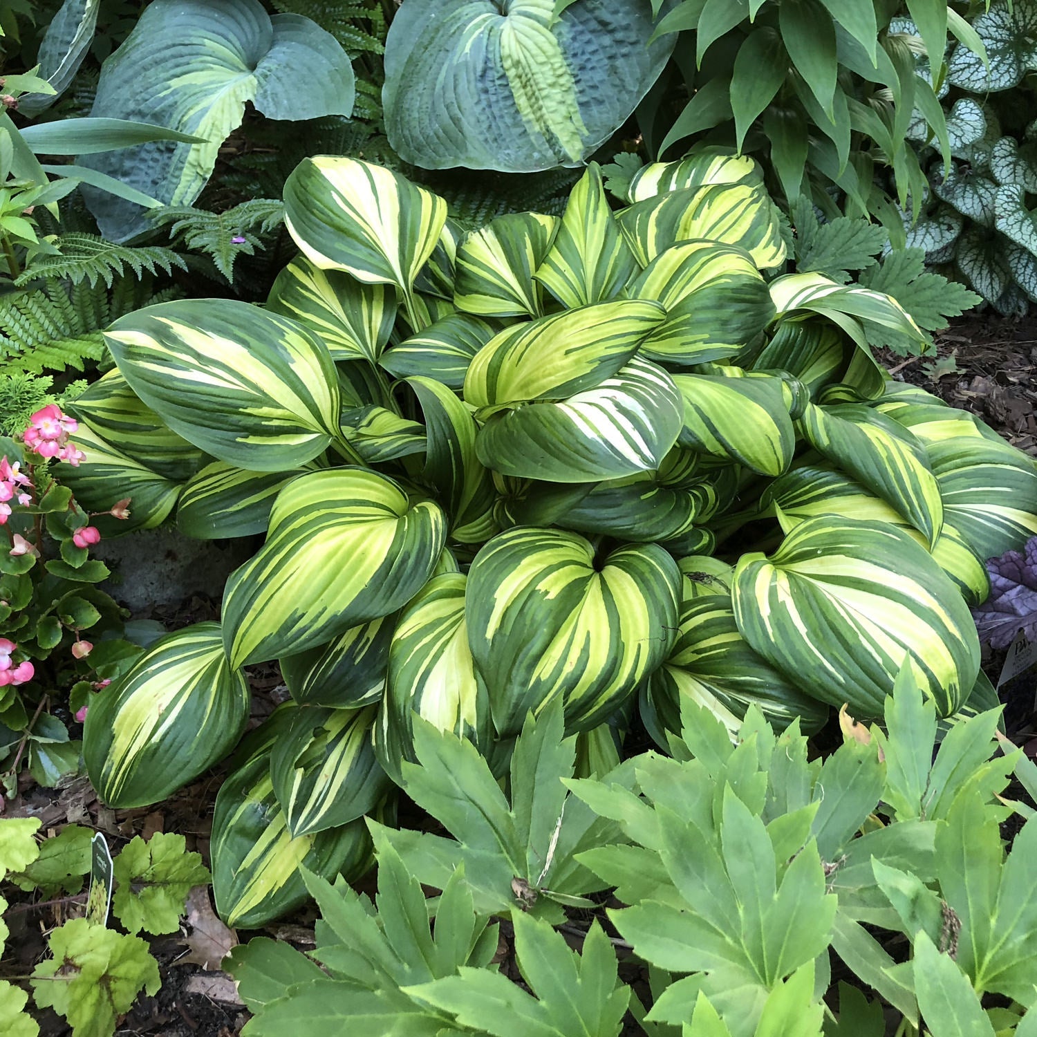 'Rainbow's End' Hosta, known for its broad variegated foliage, stands out among green plants and pink flowers in this vibrant shade perennial garden setting - Photo Property of Garden Crossings LLC.