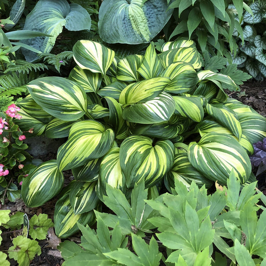 'Rainbow's End' Hosta, known for its broad variegated foliage, stands out among green plants and pink flowers in this vibrant shade perennial garden setting - Photo Property of Garden Crossings LLC.