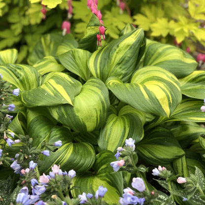 Rainbow's End' Hosta - Photo Property of Garden Crossings LLC