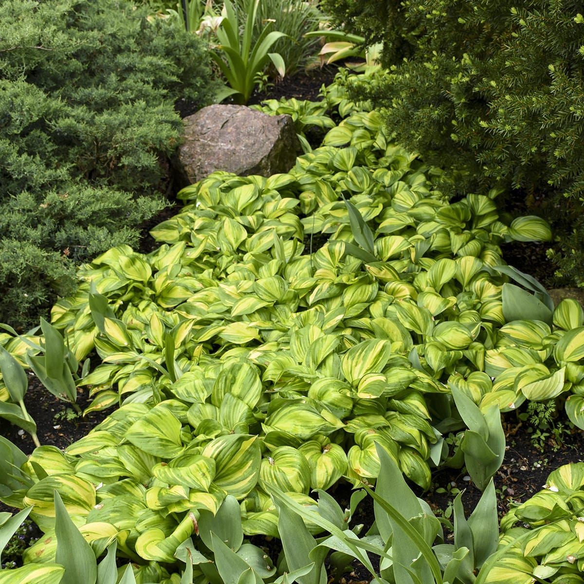 Rainbow's End' Hosta - Photo Courtesy of Walters Gardens, Inc.
