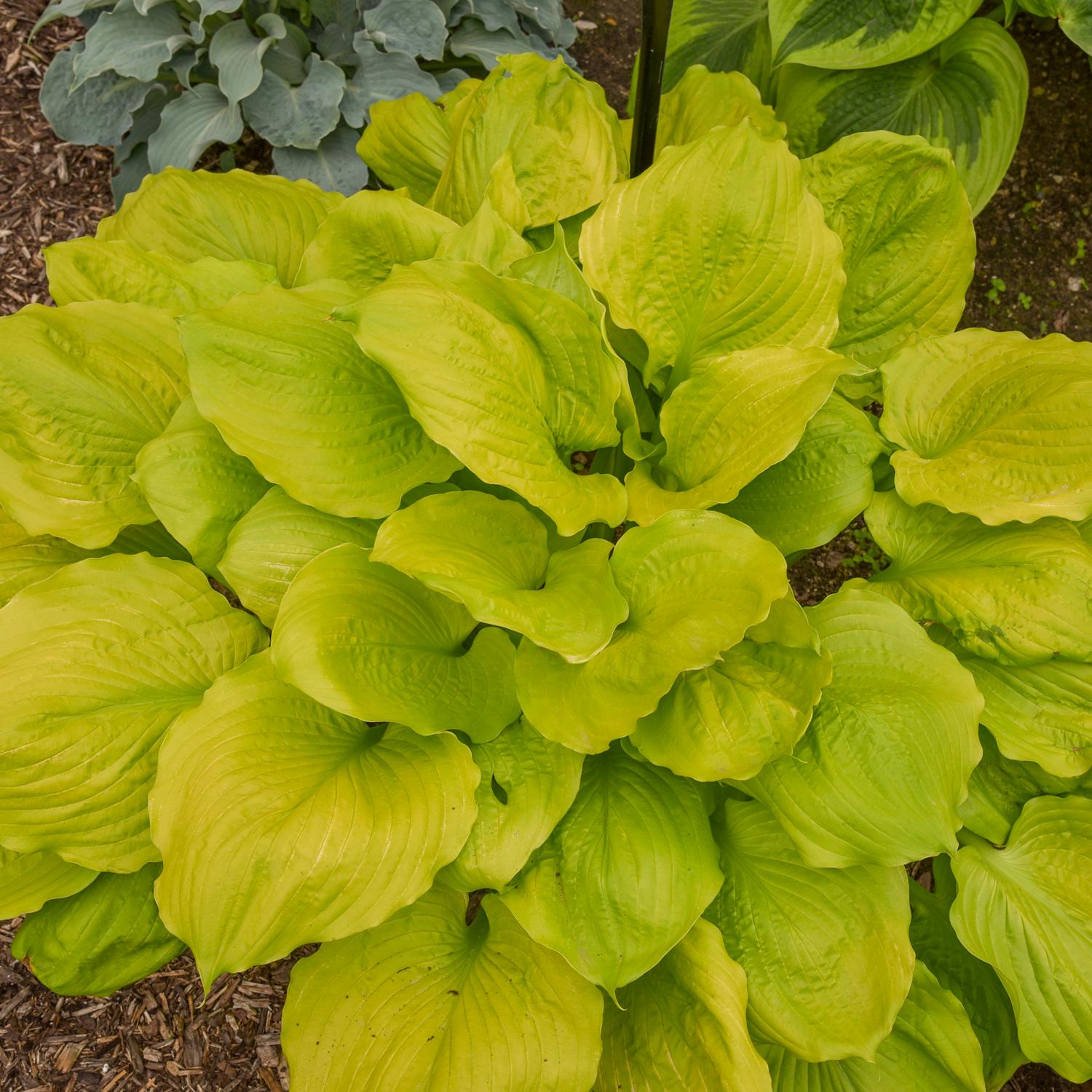 Top-down view of 'Seasons in the Sun' Hosta forming a dense cluster of large, bright golden-yellow leaves in the garden bed - Photo Courtesy of Walters Gardens, Inc.