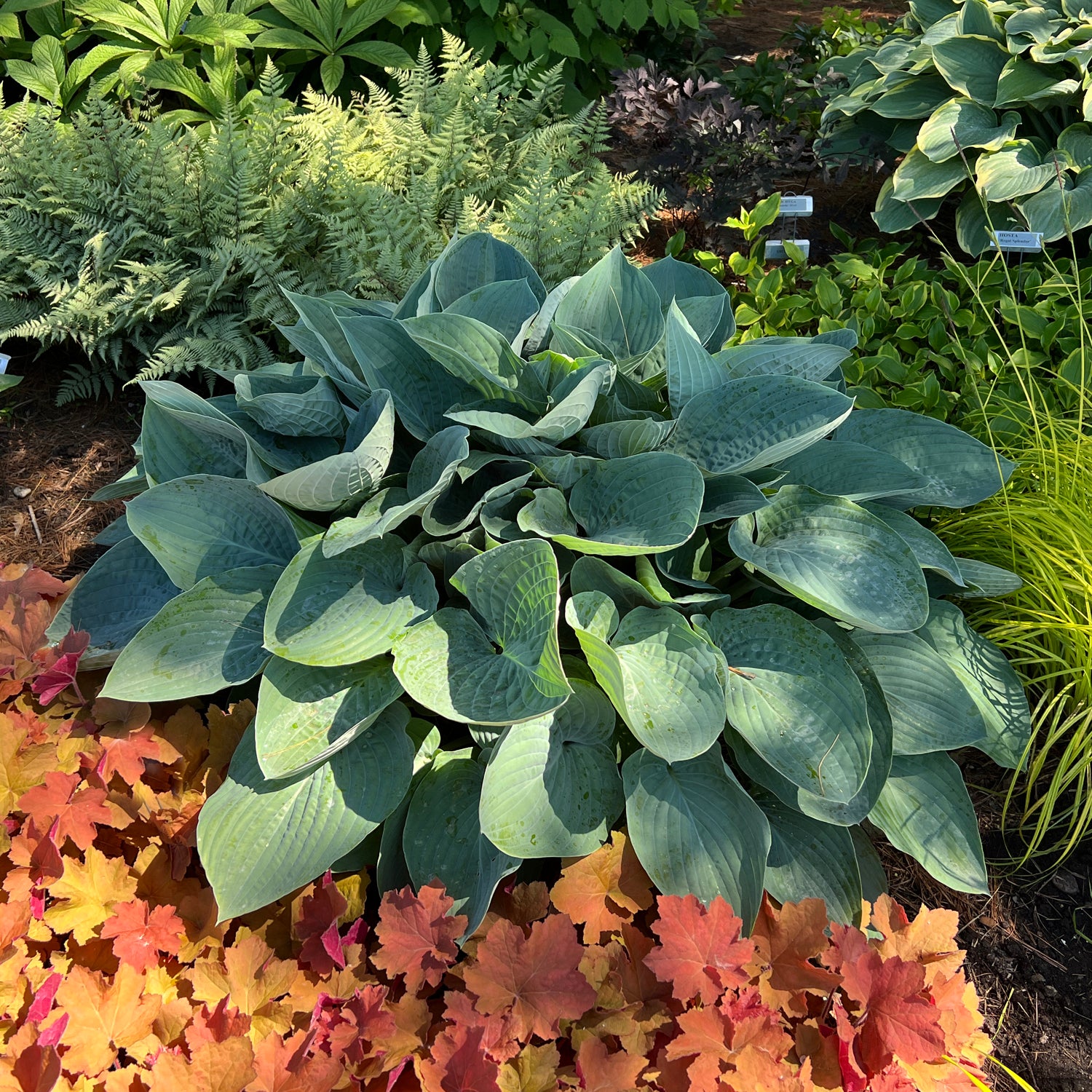 Shadowland® 'Above the Clouds' Hosta - Photo Property of Garden Crossings LLC