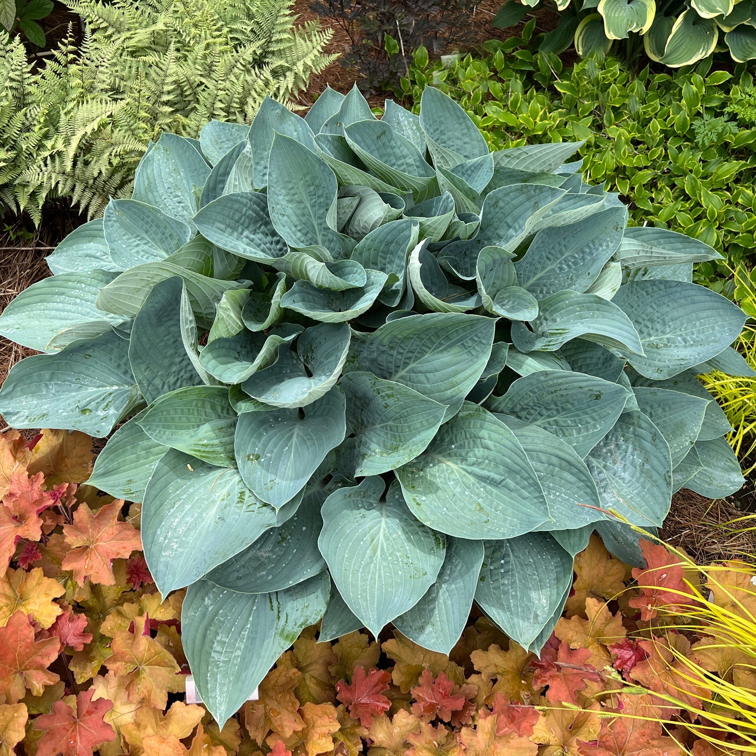 Top-down view of Shadowland® 'Above the Clouds' Hosta showing its large, blue-green broad leaves among ferns, bright green foliage, and plants with reddish, maple-like leaves - Photo Property of Garden Crossings LLC.