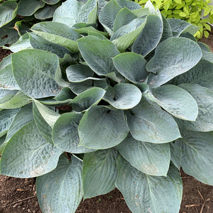 Shadowland® 'Above the Clouds' Hosta - Photo Courtesy of Proven Winners, Inc.