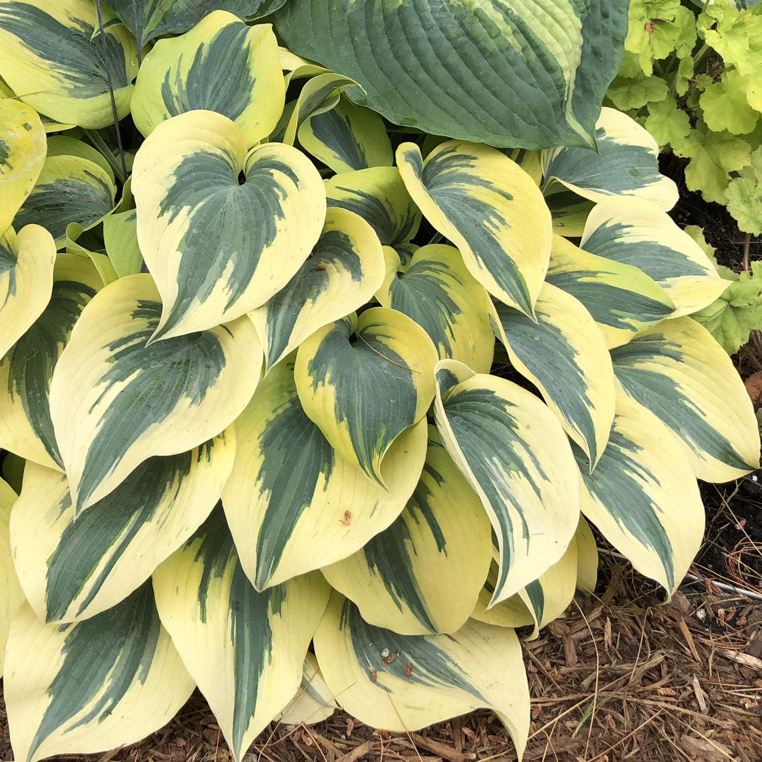 Close-up of Shadowland® 'Autumn Frost' Hosta features dense clusters of leaves with creamy yellow edges and dark green centers surrounded by mulch and other foliage - Photo Property of Garden Crossings LLC.