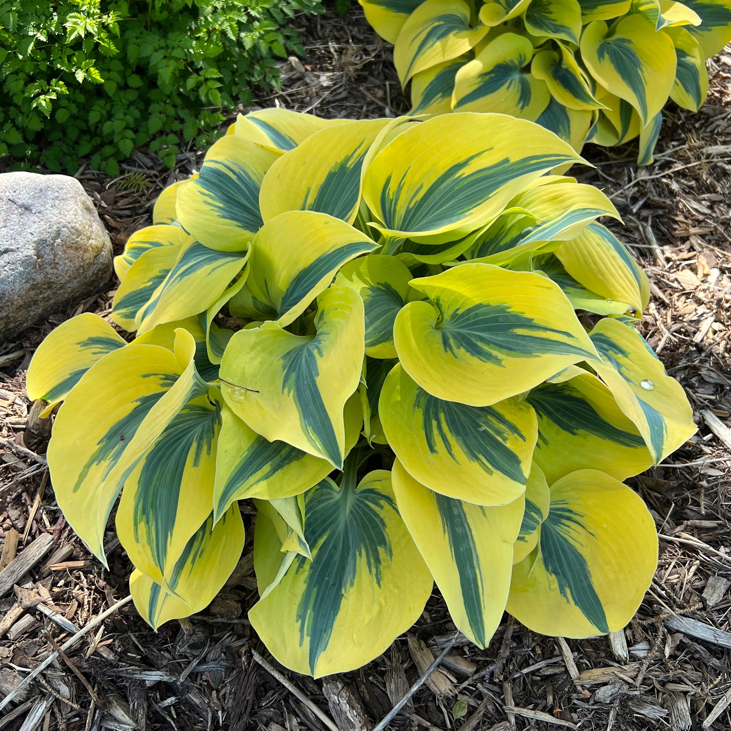 Shadowland® 'Autumn Frost' Hosta - Photo Property of Garden Crossings LLC